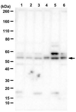 MilliporeSigma Oxytocin Receptor, Rabbit, Unlabeled, Polyclonal, 100&mu;L;